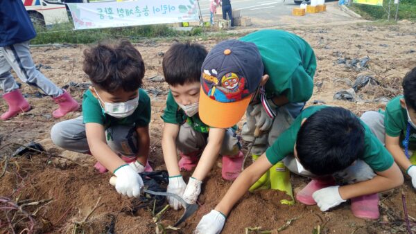 고구마캐기