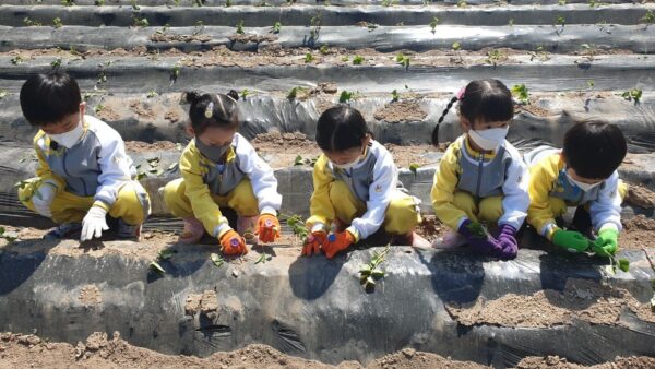 2022 어린이농촌체험(0511 고구마심기)