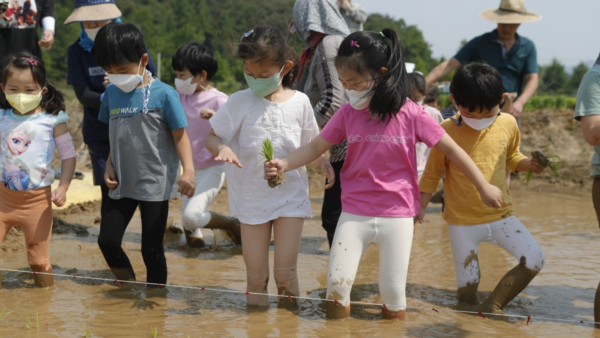 2022 어린이농촌체험(0518 손모내기)