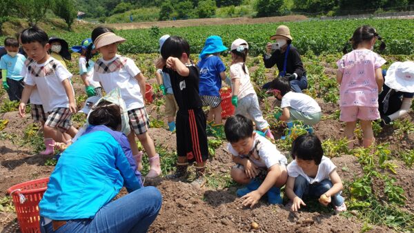 2022 어린이농촌체험(0622 감자캐기)