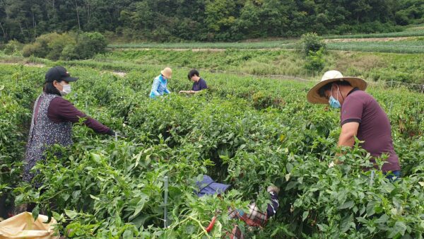 0913 우리농농부학교(고추따기)