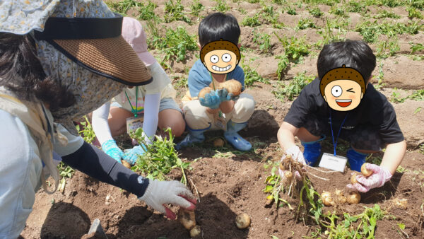 어린이농촌체험(6/23일, 감자캐기)