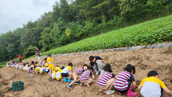 어린이농촌체험(9/13 고구마캐기)