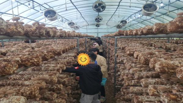 어린이 농촌체험 활동 (표고버섯 따기)