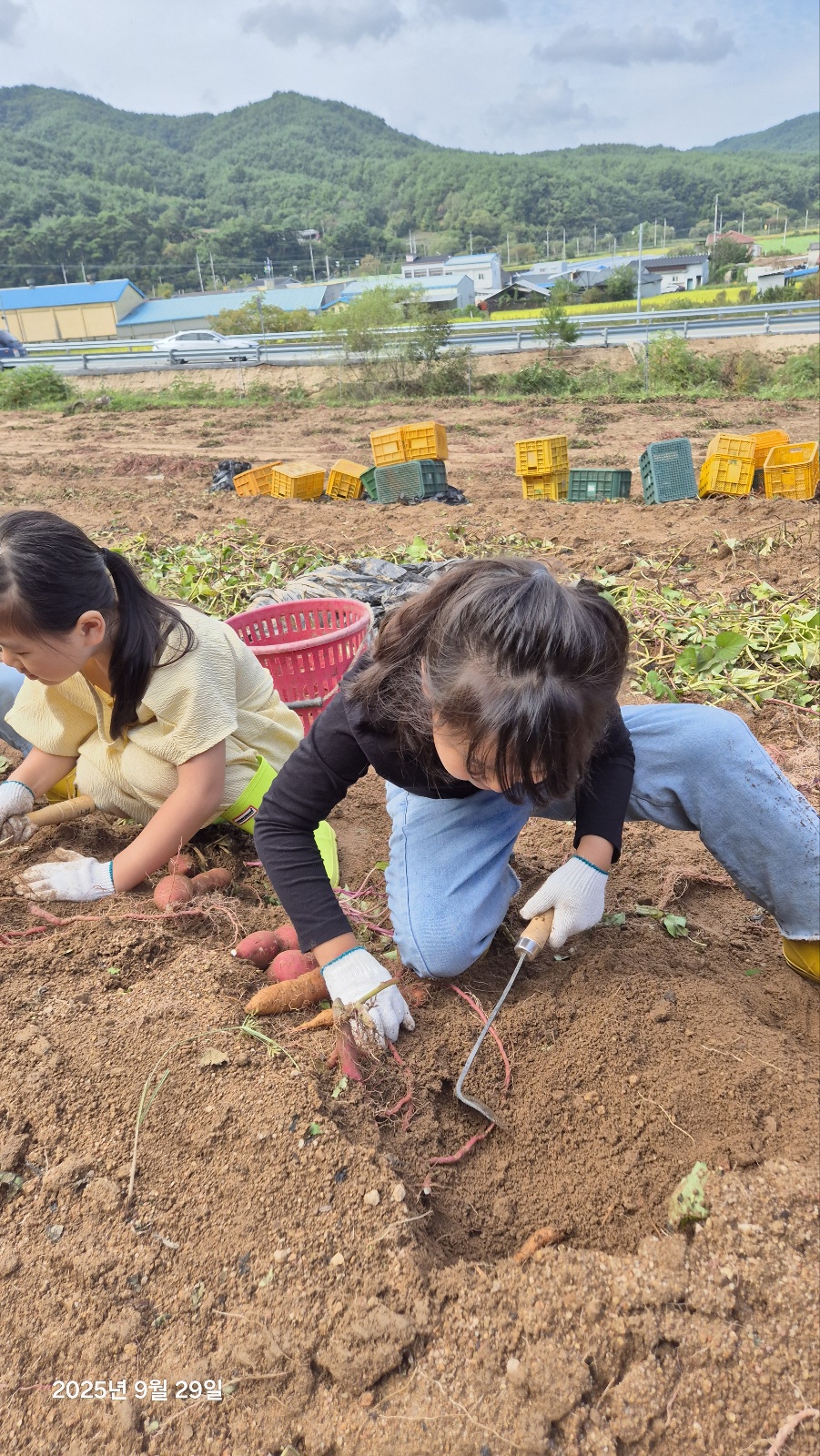 9월 29일 고구마캐기
